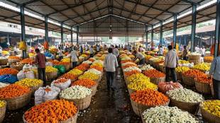 Pune Market Yard flower market price drop | Shravan Month Zendu Shewanti flower rates | Maharashtra flower market supply increase | Pune APMC flower trader reaction
