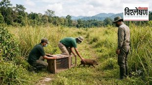 pygmy hog conservation project assam | world smallest wild pig porcula salvania | manas national park wildlife species revival | endanged animals grasslands habitat india