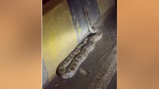Python Rescued Nalasopara Virar