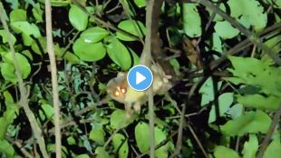 slender loris spotted in tilari valley sindhudurg | rare wildlife in maharashtra western ghats | dodamarg biodiversity news | sindhudurg news today