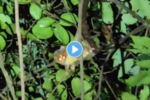slender loris spotted in tilari valley sindhudurg | rare wildlife in maharashtra western ghats | dodamarg biodiversity news | sindhudurg news today