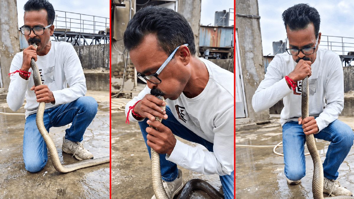 बेशुद्ध सापाला दिला ‘CPR’; सर्पमित्र संजय पवार यांच्या प्रयत्नांमुळे ५ फूट लांबीच्या सापाला मिळाले जीवनदान, Video व्हायरल