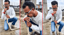 बेशुद्ध सापाला दिला ‘CPR’; सर्पमित्र संजय पवार यांच्या प्रयत्नांमुळे ५ फूट लांबीच्या सापाला मिळाले जीवनदान, Video व्हायरल