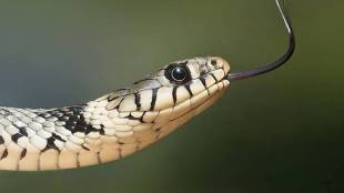 Thane Ashram Shala Snakebite Awareness | Tribal Development Department Maharashtra | Snakebite Prevention Campaign Thane | Anti Snake Venom Awareness Maharashtra
