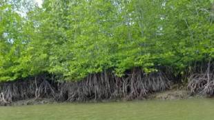 Thane Saket Mangrove NGT Order | Thane Police Commissioner Ashutosh Dumbare | Mangrove Encroachment CRZ Violation Thane | NGT Notice Thane Collector Environment News