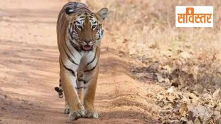 Amravati tigress rescue operation and Forest Department team