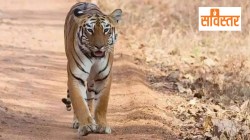 Amravati Tigress Death: वाघिणीच्या मृत्यूचा हिशेब कोण देणार?