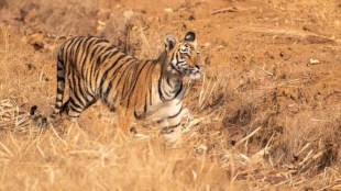 Gadchiroli Tiger Attack