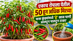 एकाच रोपाला येतील ५० हून अधिक मिरच्या; फक्त कुंड्यांमध्ये ‘हे’ खास पाणी आलटून पालटून टाका