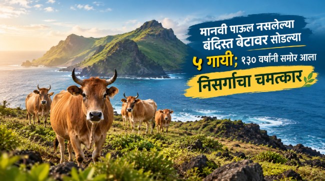 Amsterdam Island Cows Evolution