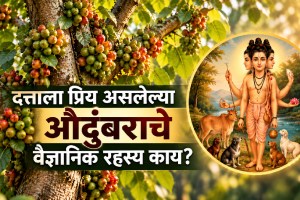 Audumbar tree significance