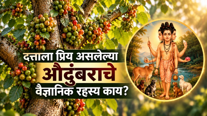 Audumbar tree significance