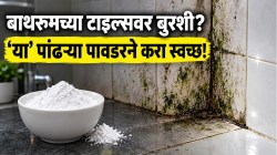 बाथरूमच्या टाईल्सना बुरशी लागलीये, खराब झाल्या? स्वस्तातील ‘या’ पांढऱ्या पावडरने करा स्वच्छ; ५ मिनिटांत बाथरूम होईल नव्यासारखं!