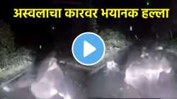आईचा राग अन् कारचा चेंदामेंदा! पिल्लाच्या सुरक्षेसाठी अस्वलाचा थेट गाडीवर हल्ला, पाहा भयावह VIDEO