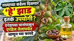 रस्त्याच्या कडेला दिसणारं ‘हे’ झाड इतकं उपयोगी? एरंडाच्या पानांपासून एरंडेल तेलापर्यंत जाणून घ्या फायदे