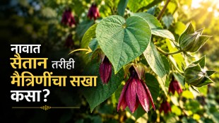  Devil's Cotton Abroma augusta benefits