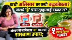 कधी अतिसार तर कधी बद्धकोष्ठता? पोटाचे ‘हे’ त्रास तुम्हालाही छळतात? डॉक्टरांनी सांगितला ‘या’ पानाचा रामबाण उपाय; १ रुपयात पोटाचे विकार गायब!