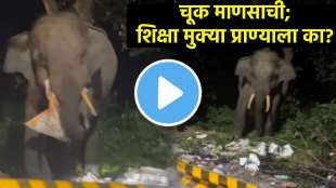 Elephant Eating Garbage Video