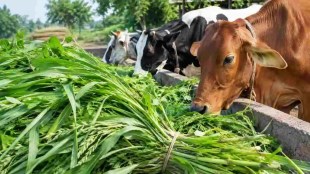 Fodder Management in Drought