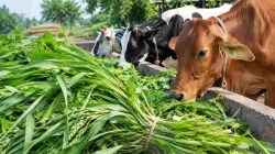 लोक शिवार: दुष्काळात पशूधनासाठी चारा नियोजन