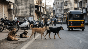 stray dog sterilization pune | pune municipal corporation dog vaccination | rabid dog control pune news | sinhagad road dog vaccination drive
