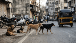 Dog Sterilization Vaccination ! पुण्यात श्वान नसबंदी-लसीकरणाचा धडाका; सहा महिन्यांत दीड लाख श्वानांचे लसीकरण