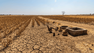 Nagpur farm laborers drought crisis | BVG Ramji scheme work stopped Maharashtra | Nagpur district crop harvesting season delay | MP Shyamkumar Barve demand labor wage increase