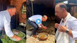 जनावरांना चारा भरवला, शेण उचललं; जर्मन राजदूताने भारतीय शेतकऱ्याच्या गोठ्यात केलं काम; व्हिडीओ व्हायरल