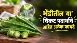 ज्याला बघून नाक मुरडता, तोच भेंडीचा गुणधर्म फायदेशीर! शौचास नियमित होण्यास करतो मदत; डॉक्टरांनी सांगितले फायदे