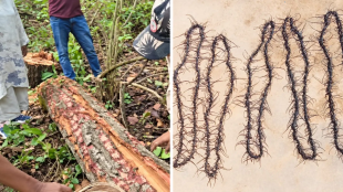 Heartwood Borer attack in Madhya Pradesh Sal Forest | Dindori villagers collecting Sal Heartwood Borer insects | मध्य प्रदेशातील सालाच्या जंगलावर हार्टवूड बोररचा हल्ला | दिंडोरी मंडला १ लाख ४७ हजार झाडे तोडण्याची कारवाई