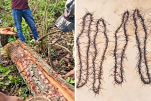 Heartwood Borer attack in Madhya Pradesh Sal Forest | Dindori villagers collecting Sal Heartwood Borer insects | मध्य प्रदेशातील सालाच्या जंगलावर हार्टवूड बोररचा हल्ला | दिंडोरी मंडला १ लाख ४७ हजार झाडे तोडण्याची कारवाई
