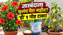 जास्वंदाची पानं पिवळी पडली अन् फुलं येणं बंद झालं? स्वयंपाकघरातली ‘ही’ १ गोष्ट टाका; १५ दिवसांत कुंडी लालचुटुक फुलांनी गच्च भरेल!