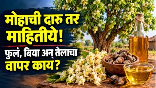Mahua tree flowers leaves and seeds highlighting traditional health uses and medicinal properties beyond alcohol production