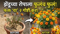 दसरा-दिवाळीला झेंडूच्या फुलांनी बहरून जाईल घरची कुंडी! फक्त करा ‘हे’ २ कमाल उपाय; तुमच्या बाल्कनीतच पडेल फुलांचा सडा