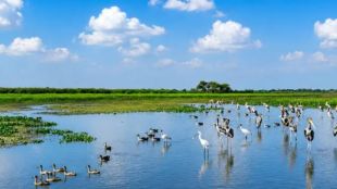Nandur Madhameshwar Bird Sanctuary Nashik | Migratory Birds Habitat Maharashtra | Water Level Management Irrigation Department | Ramsar Site Bird Species Nashik