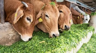 Nashik Fodder Bank
