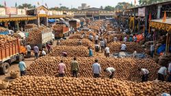 नवरात्रौत्सवात नारळाला मागणी; मार्केट यार्डात दररोज दीड ते दोन लाख टन नारळांची आवक