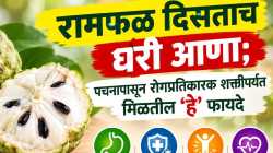 हंगामात एकदाच मिळणारं रामफळ; खाल्ल्यानं शरीराला मिळतात ‘हे’ जबरदस्त फायदे…