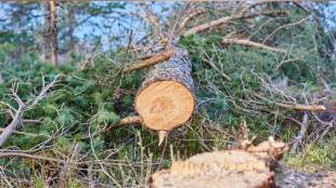 Mumbai Tree Felling BMC
