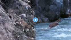 हिमबिबट्याच्या तावडीतून वाचण्यासाठी प्राण्याने मारली पाण्यात उडी; पाहा थरारक VIDEO
