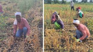 Hariom Warkad NEET Cleared Student Working In Soybean Field | नीटमध्ये ५१५ गुण मिळवणारा हरिओम शेतात करतोय मजुरी, वैद्यकीय प्रवेशासाठी फीची चिंता