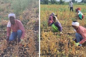 Hariom Warkad NEET Cleared Student Working In Soybean Field | नीटमध्ये ५१५ गुण मिळवणारा हरिओम शेतात करतोय मजुरी, वैद्यकीय प्रवेशासाठी फीची चिंता