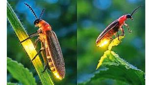 Why Do Fireflies Glow Science