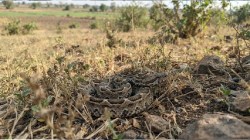 अकोल्यात वर्षभरात सर्पदंशाच्या २०० घटना; विषारी सापांसाठी ‘रेस्क्यू सेंटर’ची आवश्यकता
