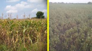 Maharashtra drought crop damage panchnama | Farmers crop loss survey Dattatray Bharne | Maharashtra Agriculture Department panchnama report | Maharashtra drought relief package 2026