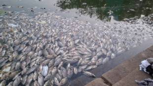 Banganga Tank Mumbai Fish Death