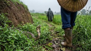 Pune snake bite cases | district civil surgeon update | anti snake venom availability | rural health department Maharashtra
