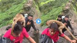 हरिहर किल्ल्यावर चढाई करताना तरुणीच्या अंगावर अचानक बसलं माकड; थरारक VIDEO कॅमेऱ्यात कैद