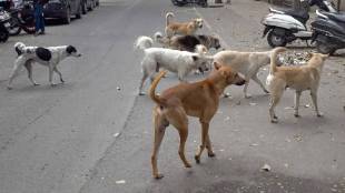 mumbai-bmc-stray-dog