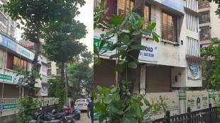Mira Bhayandar tree cutting controversy | illegal tree pruning protest | environmentalists raise concern against municipal corporation | Maharashtra civic news updates